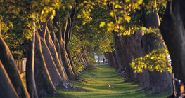 Red javorolisnih platana