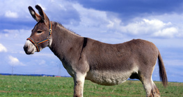 Magarac