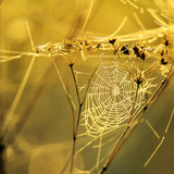 Paukova mreža