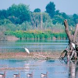 Kis-Balaton, močvara u mađarskoj