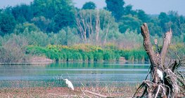 Kis-Balaton, močvara u mađarskoj