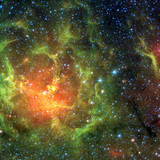 Maglica Trifid