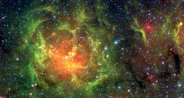 Maglica Trifid