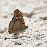 Mala modra preljevica