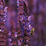 Pčela na livadnoj kadulji