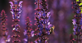 Pčela na livadnoj kadulji