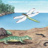 Flora i fauna razdoblju karbona
