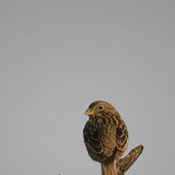 Obični vrabac (žensko)