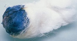 Jod reagira sa škrobom, proizvodeći plavu boju