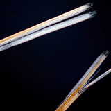 Kraj oštećene vlasi kose