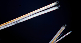 Kraj oštećene vlasi kose