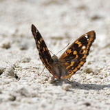 Mala modra preljevica