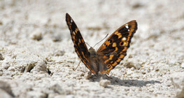 Mala modra preljevica