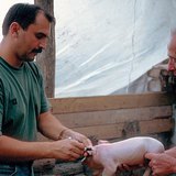Veterinar pri poslu