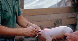 Veterinar pri poslu