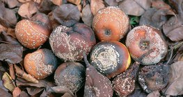 Plodovi napadnuti Monilinijom: jabuka, kruška, šljiva