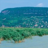 Trska na jezeru Balaton