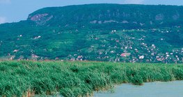 Trska na jezeru Balaton