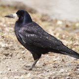 Vrana