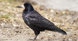 Vrana