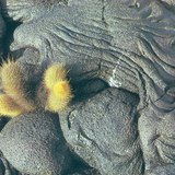 Okamenjena lava