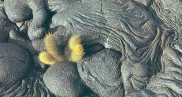 Okamenjena lava