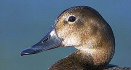 Glavata patka (žensko)