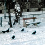 Vrane