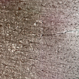 Ljudska moždana kora, različiti slojevi stanica