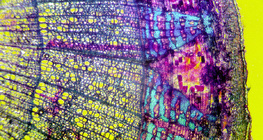 Poprečni presjek kroz stablo lipe (obojen presjek sa pozadinom u boji)