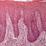 Poprečni presjek jezika (čovjek)