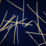 Iglice u kosturu spužve (narančasta plutača, Suberites domuncula)