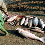 Mrtve ribe nakon curenja cijanida kod Baia Mare 2000. godine