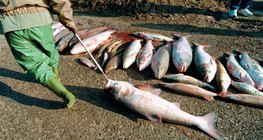 Mrtve ribe nakon curenja cijanida kod Baia Mare 2000. godine