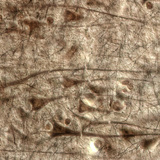 Ljudska moždana kora, velike piramidne stanice