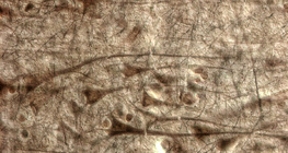 Ljudska moždana kora, velike piramidne stanice