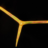 Iglice u kosturu spužve (Leuconia solida)