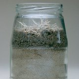 Promatranje kišnih glista