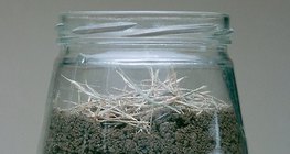 Promatranje kišnih glista