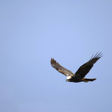 Eja močvarica u letu