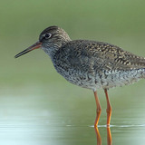 Crvenonoge prutke