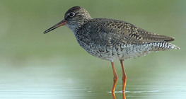 Crvenonoge prutke
