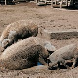 Mangalica svinja