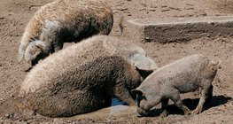 Mangalica svinja