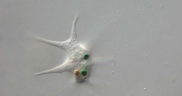 Gola ameba proždire bakteriju