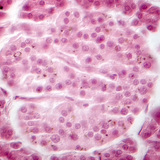 Pancreas (phase contrast image) - the Langerhans islet cells are dimmer