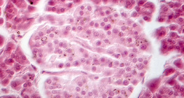 Gušterača (snimak pomoću faznog kontrasta) - Langerhansovi otočići su svjetliji