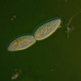 Paramecia