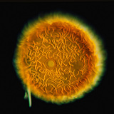 Pup spužve, gemula, slatkovodna spužva