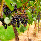 Grožđe